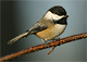 Seattle Audubon Society