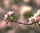 Washington Park Arboretum
