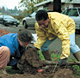 Plant a Tree